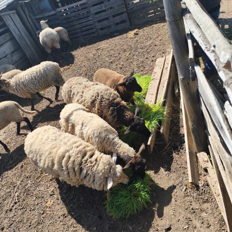 Visita a terreno de usuarios PRODESAL